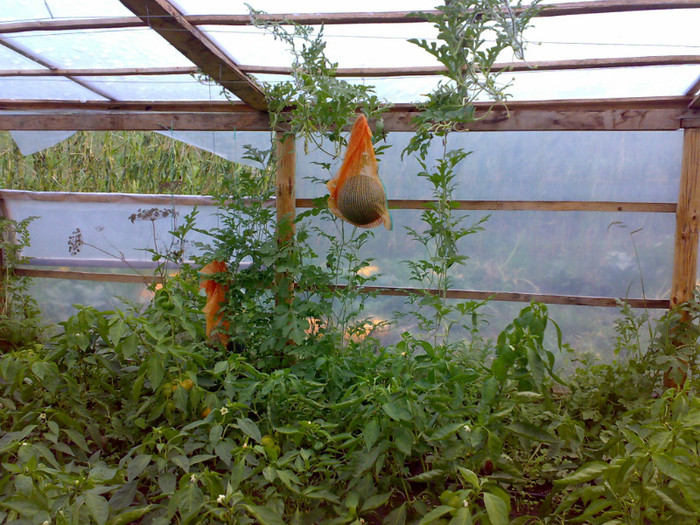 noul sistem de sustinere  a pepenilor 7,5 kg