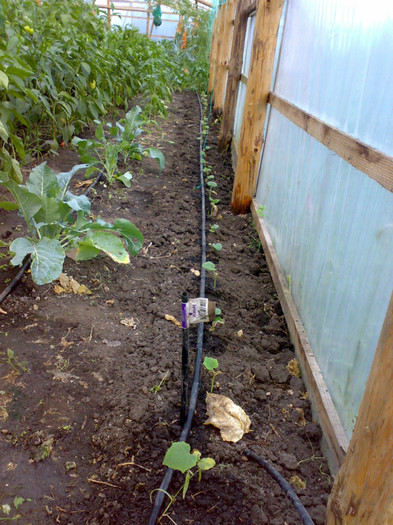 al doilea ciclu de castraveti