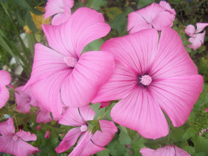 100_2398 - malope 2012