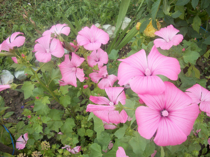 100_2399 - malope 2012