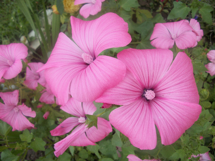 100_2400 - malope 2012