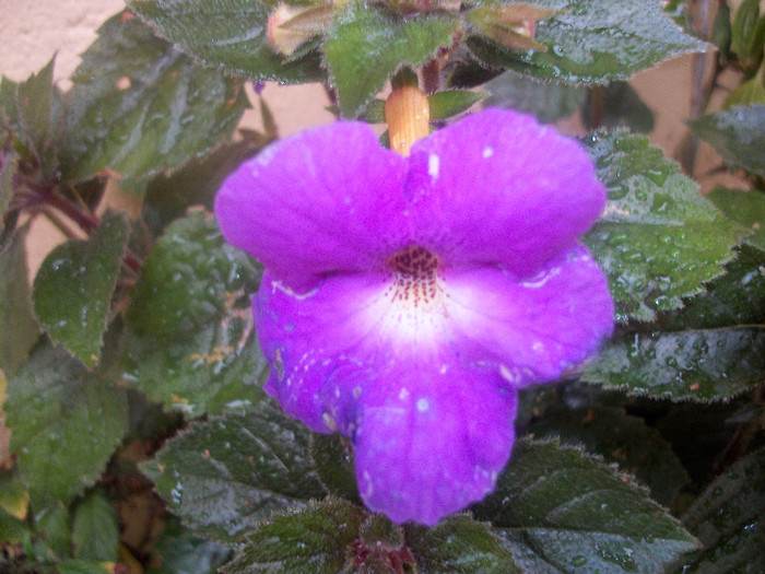 100_2312 - achimenes