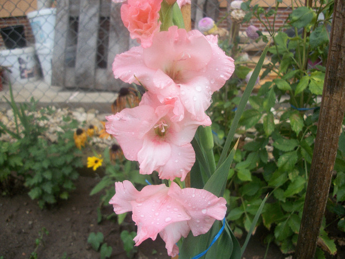 100_2328 - gladiole 2012