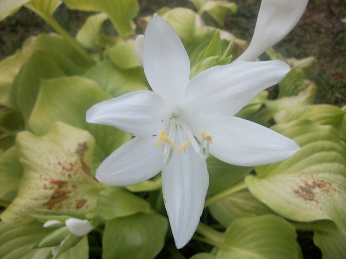 100_2385 - hosta 2012