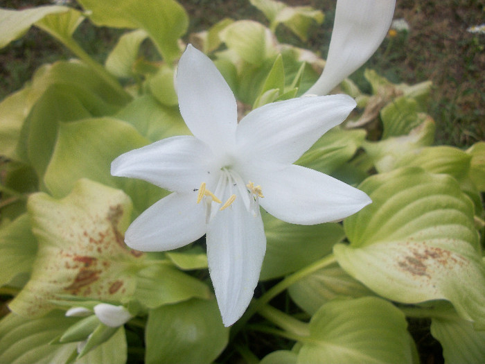 100_2386 - hosta 2012