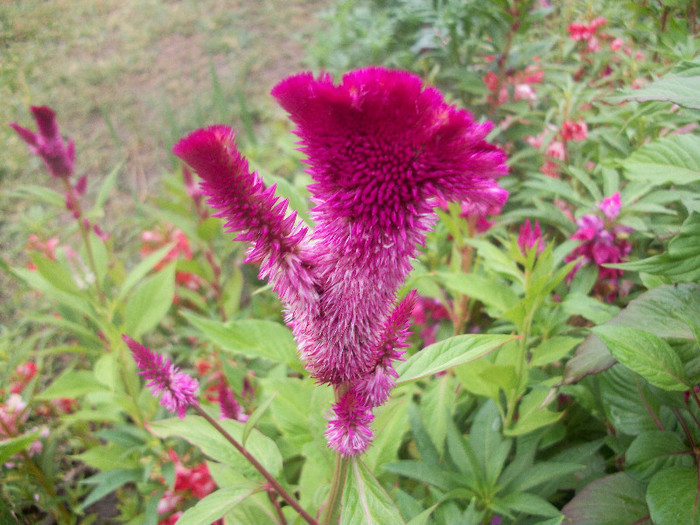 100_2359 - celosia 2012