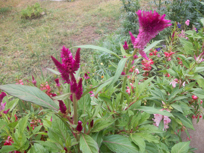 100_2360 - celosia 2012