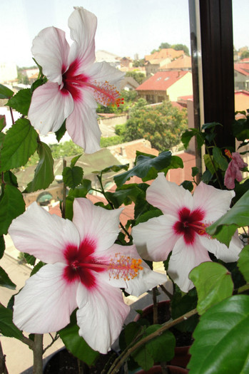 21.07.12 - B-hibiscus-2012 3