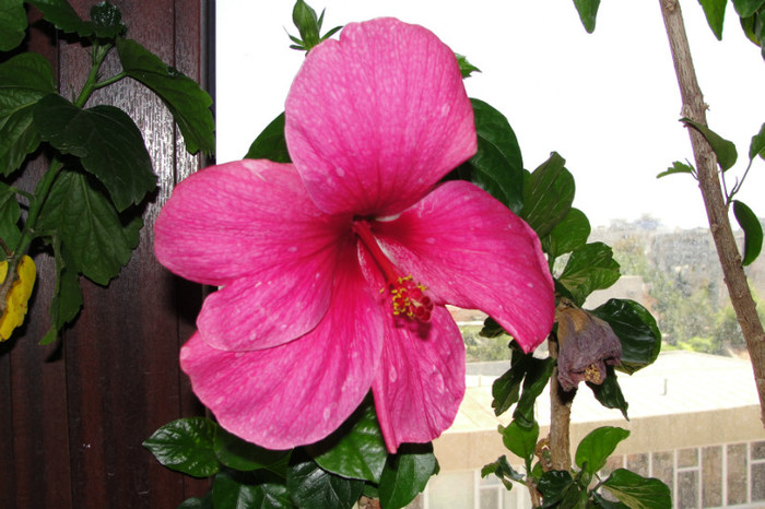 Black Beauty - B-hibiscus-2012 3