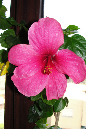  - B-hibiscus-2012 3
