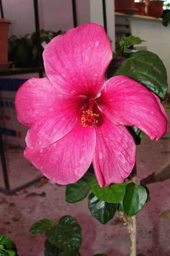 22.07.12 - B-hibiscus-2012 3
