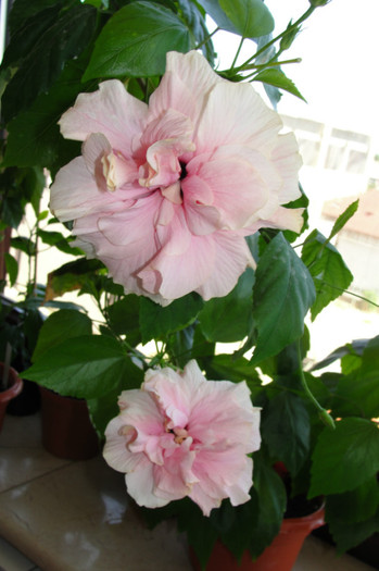 hibiscus roz pal batut - B-hibiscus-2012 3