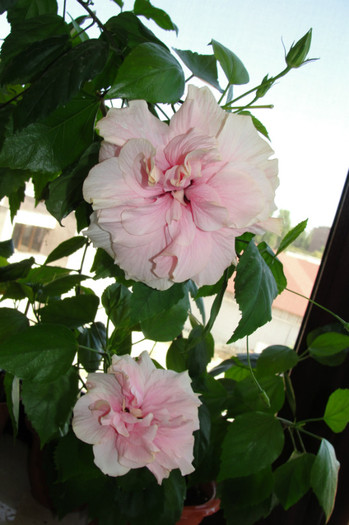 22.07.12 - B-hibiscus-2012 3