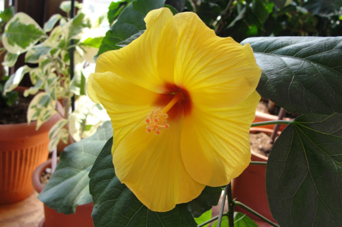  - B-hibiscus-2012 3