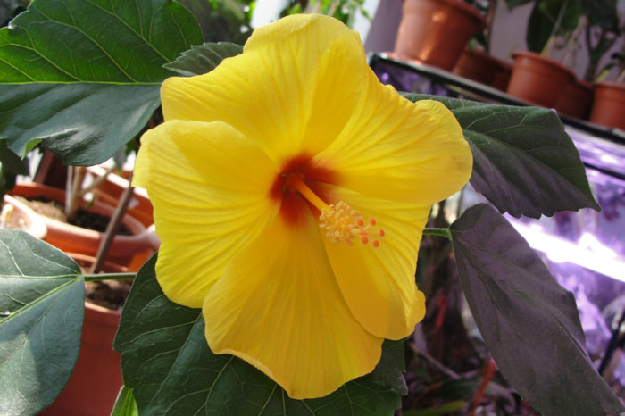 24.07.12 - B-hibiscus-2012 3