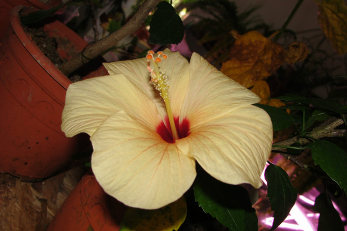 hibiscus cairo apricot - B-hibiscus-2012 3