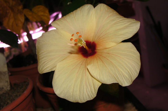 24.07.12 - B-hibiscus-2012 3