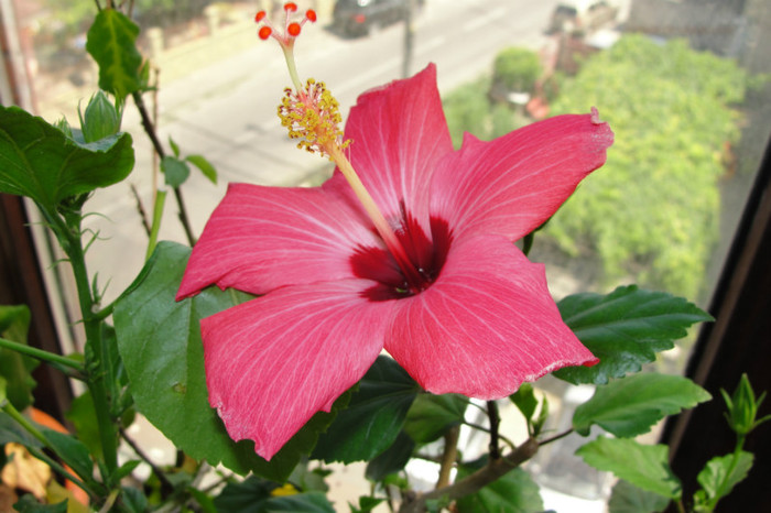 hibiscus Versicolor - B-hibiscus-2012 3