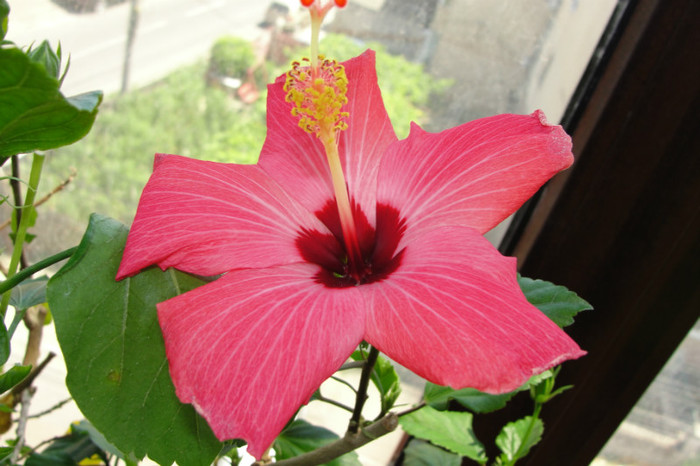  - B-hibiscus-2012 3