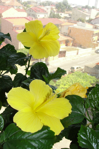 Hibiscus Senegal - B-hibiscus-2012 3