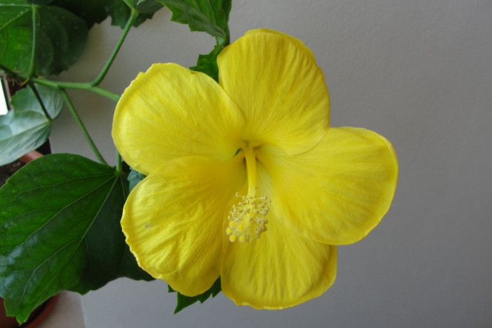24.06.12 - B-hibiscus-2012 3
