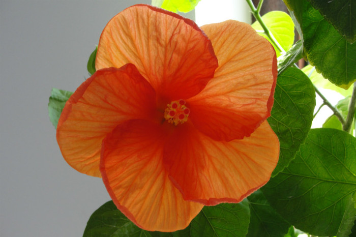 Hibiscus Gator Orange