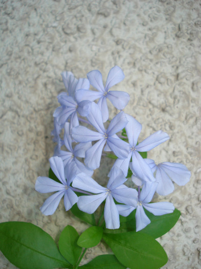 2012 - Plumbago bleu