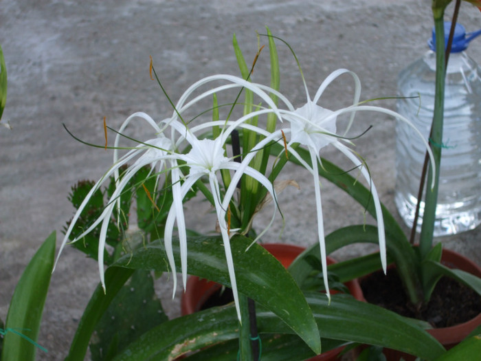 DSCF2516 - Hymenocallis