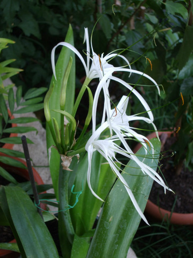 DSCF2519 - Hymenocallis