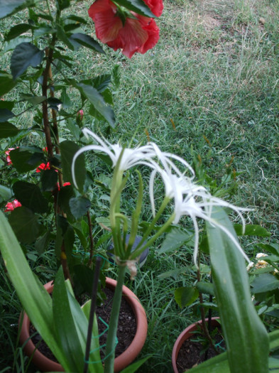 DSCF2521 - Hymenocallis