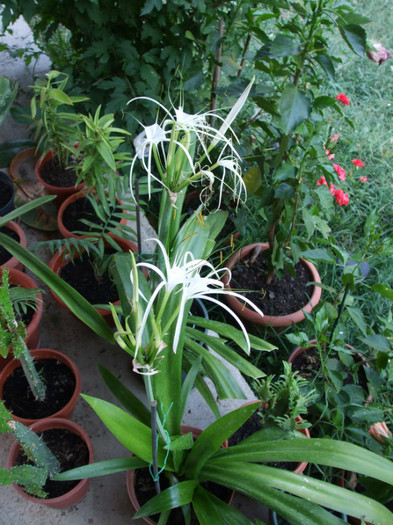 DSCF2557 - Hymenocallis