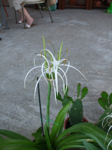 DSCF2558 - Hymenocallis