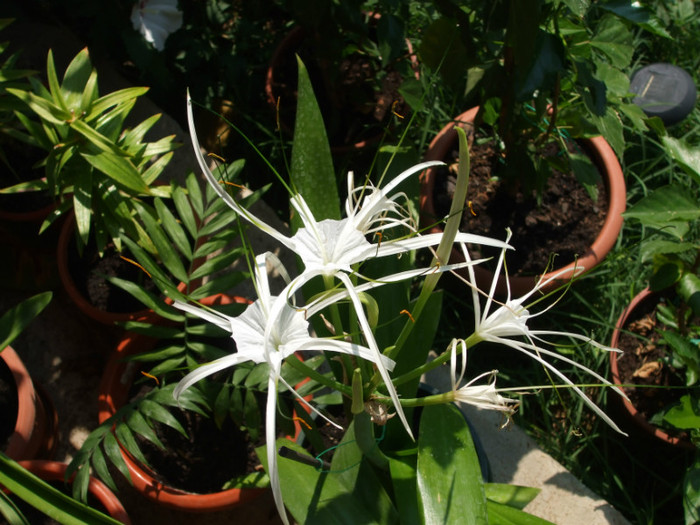 DSCF2544 - Hymenocallis