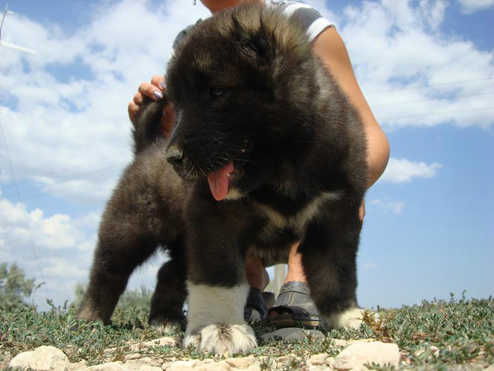 fem1.1; female 5 weeks old
