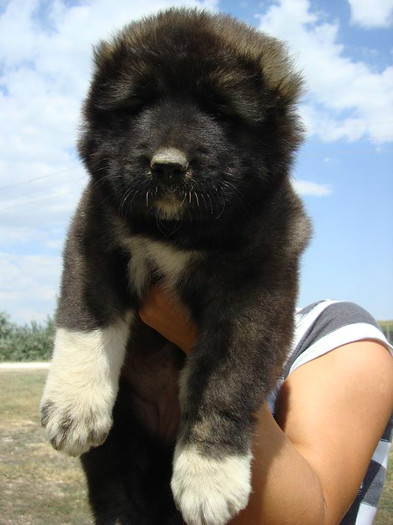 fem1; female 5 weeks old
