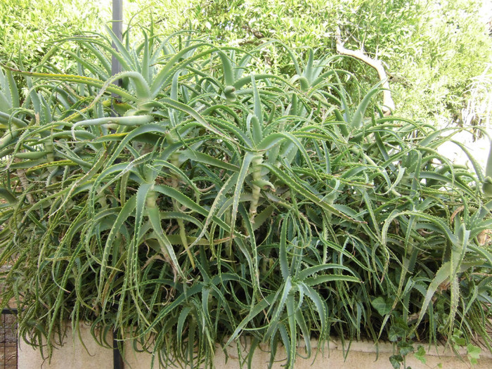 Aloe arborescens