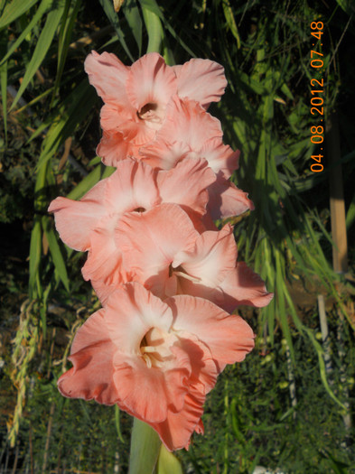 DSCN1797 - Gladiole 2012