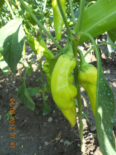 DSCN1796