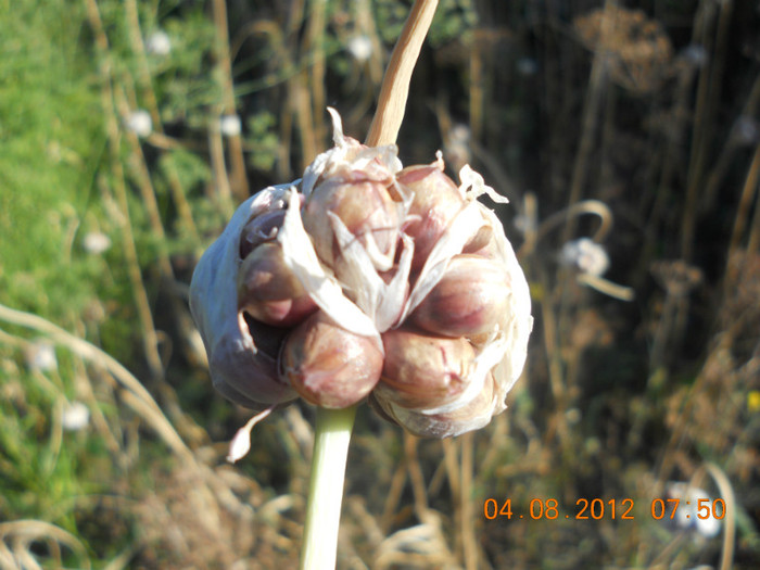 DSCN1807