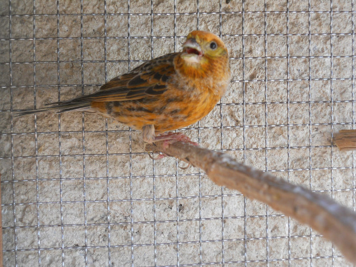 lizard - canari lizard