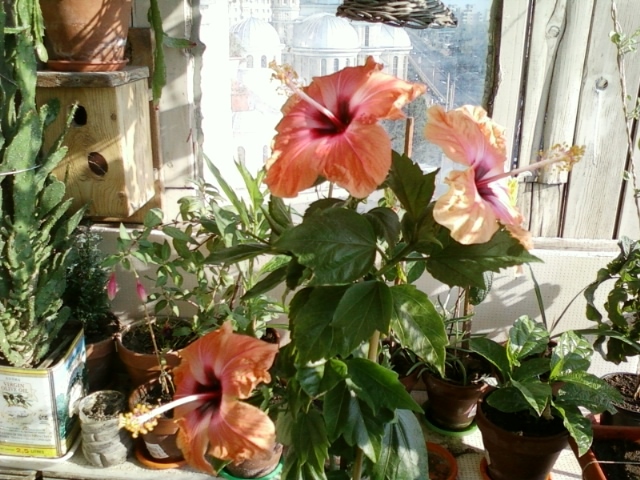 5 august 2012-flori 010