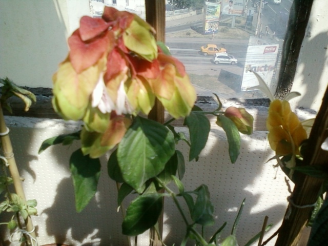 5 august 2012-flori 030 - august 2012-flori