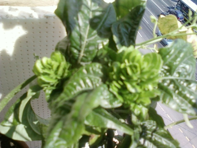 justicia carnea-norela - august 2012-flori