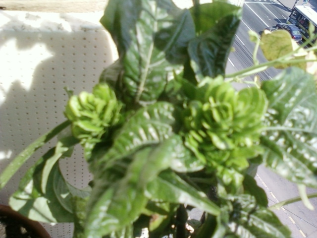 5 august 2012-flori 031 - august 2012-flori