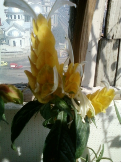 5 august 2012-flori 032