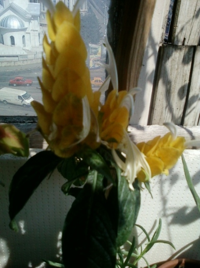 5 august 2012-flori 034