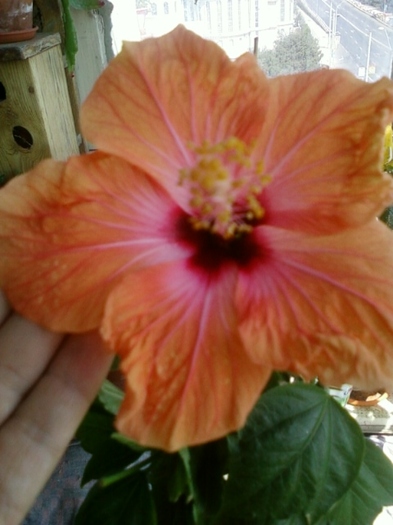 5 august 2012-flori 043