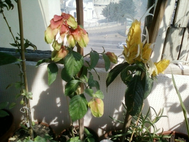 pakistakis si beloperone-miha iordache