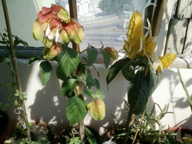 5 august 2012-flori 049