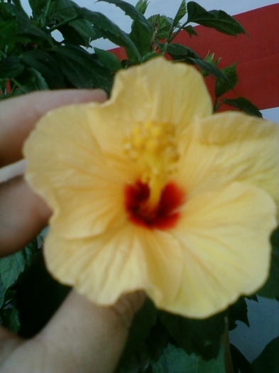 5 august 2012-flori 051